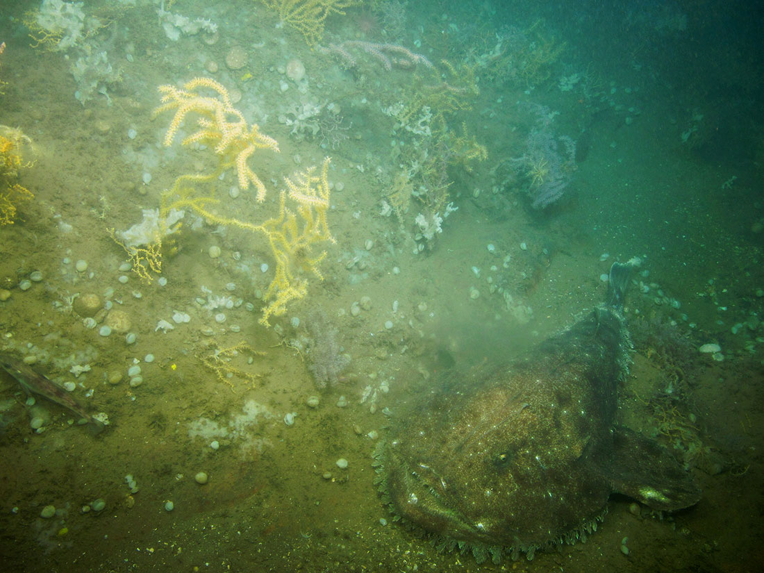 Corals and anemones were observed at Western Jordan Basin by the Kraken 2 ROV in 2014. Credit: Gulf of Maine Deep Coral Science Team 2014/NURTEC-UConn/NOAA Fisheries/UMaine.