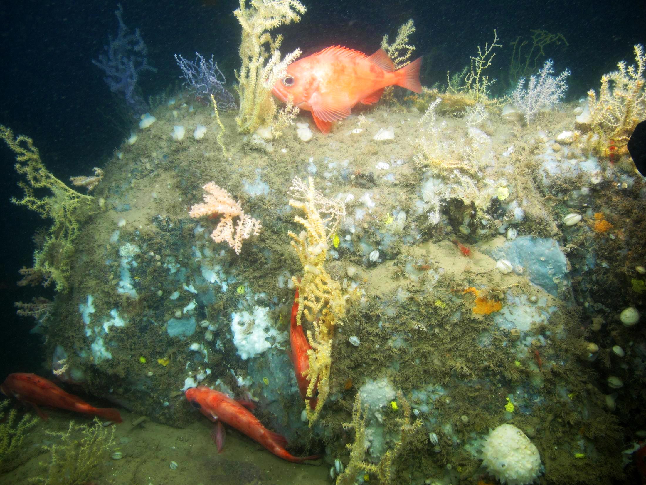 Acadian redfish among coral. (Photo courtesy of Peter Auster)