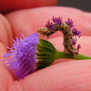 caterpillar on flower