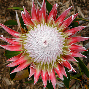 protea bud