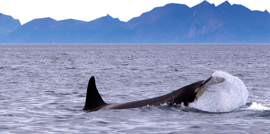 whale breaches at sea