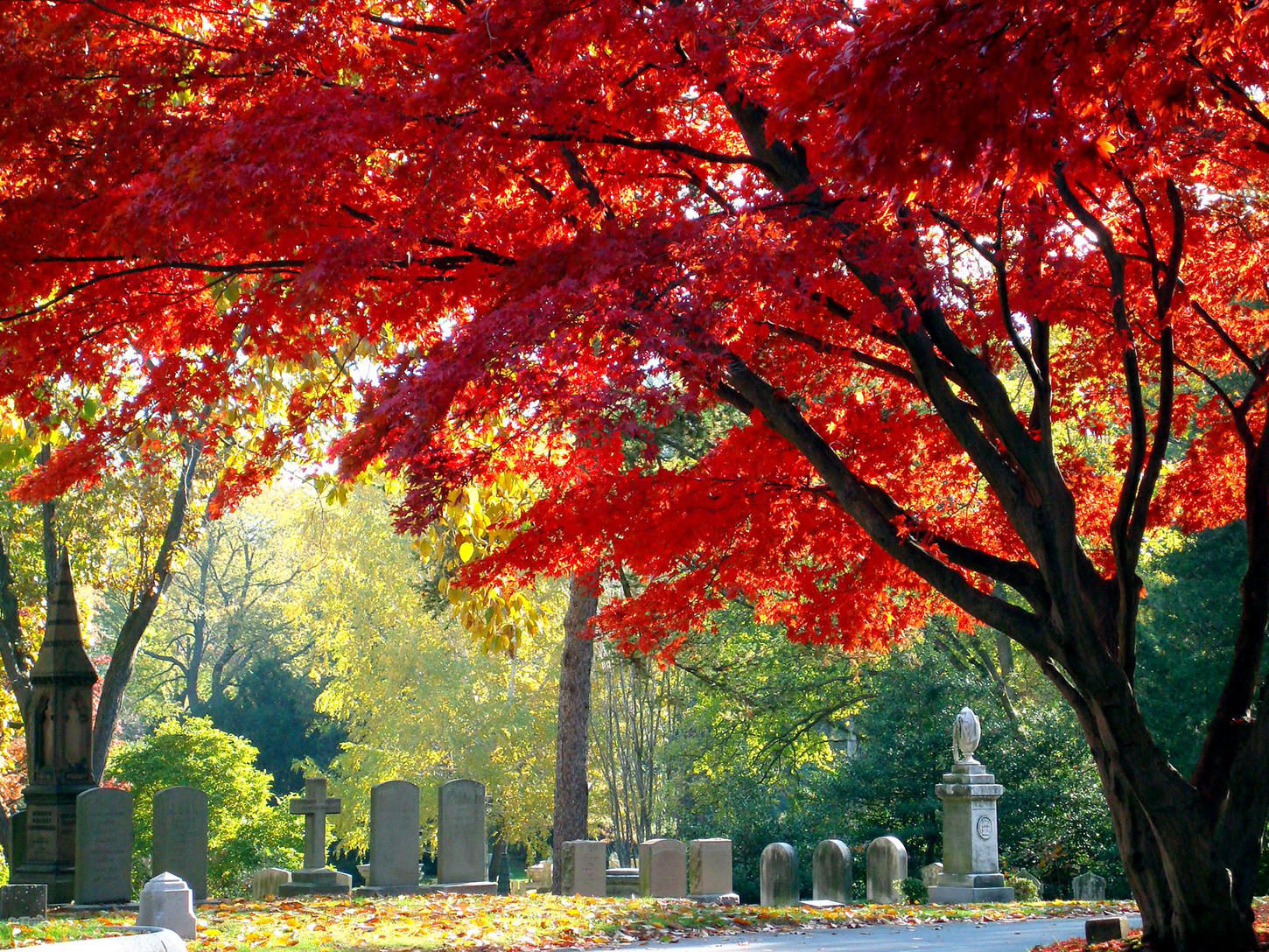 Mount Auburn in Autumn Red