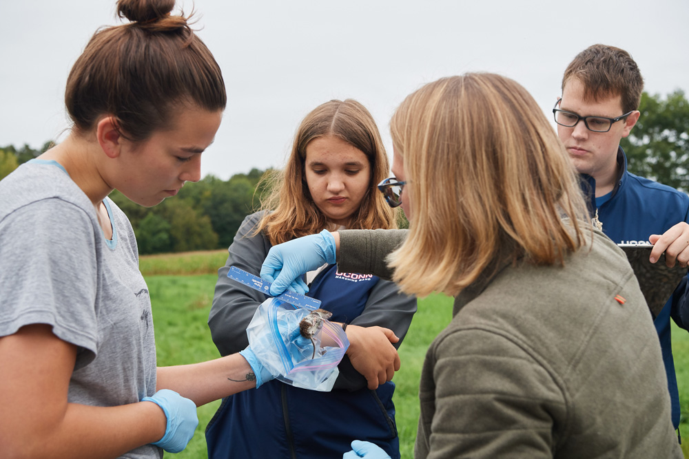 Students in Rittenhouse's wildlife techniques class learn to trap, measure, sample, and release mice and voles in the fields and forest near Horsebarn Hill.