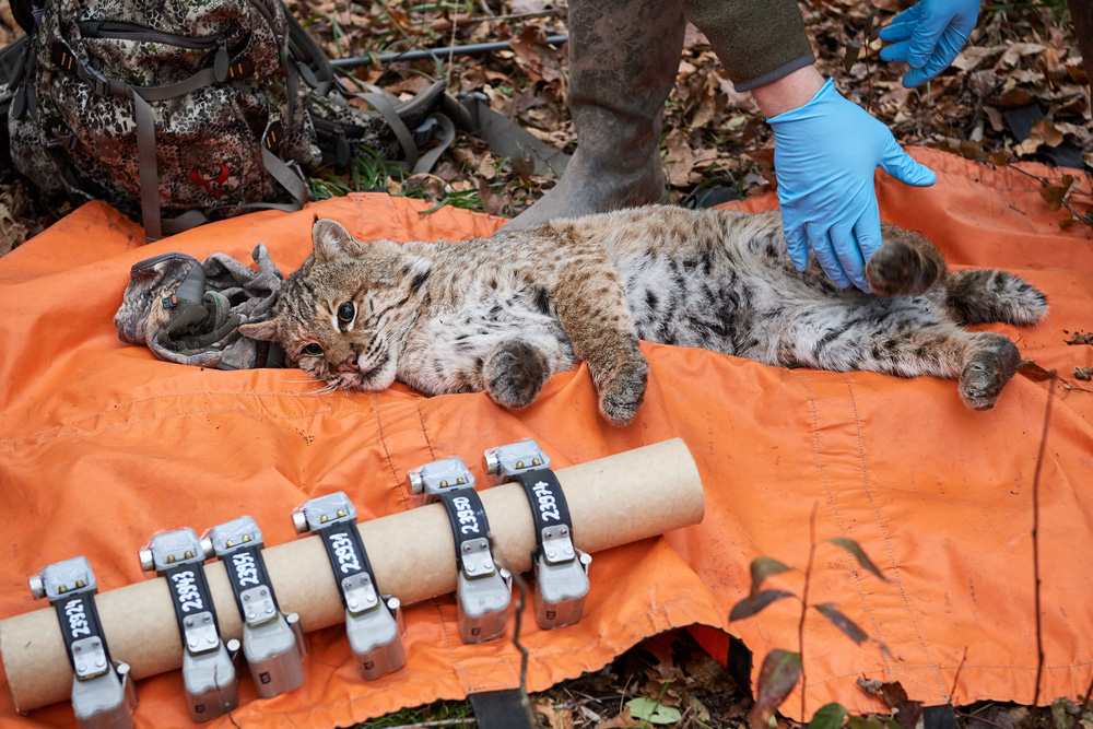 A Connecticut bobcat having blood and hair samples are taken from the tranquilized cats who are fit with magnetic GPS collars that fall off after 300 days.