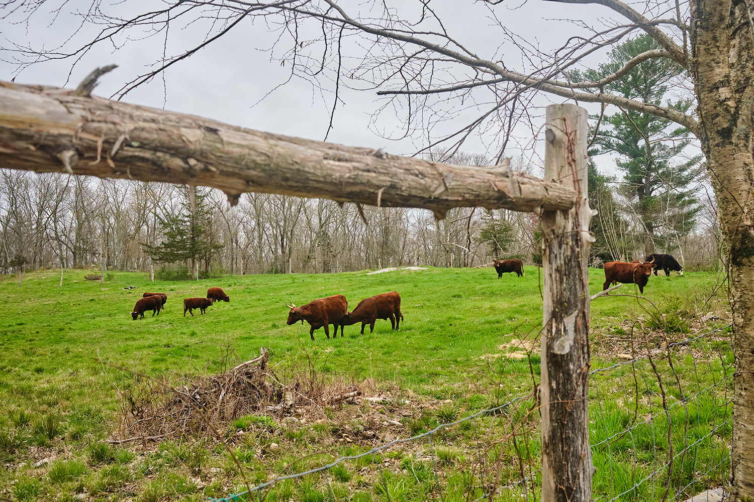 cows in East Field