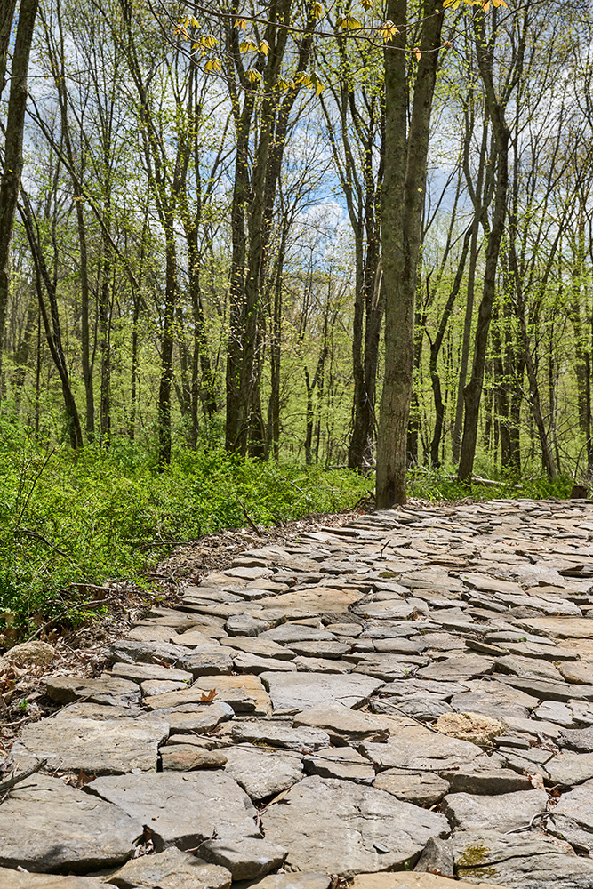 forest and a stone path that cuts through it