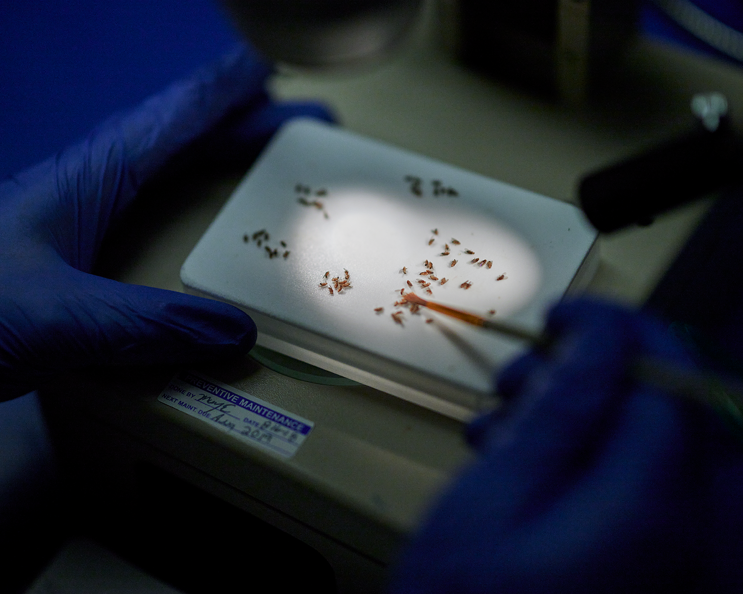 Fruit fly research at the Torrey Life Sciences Building on Nov. 29, 2023.