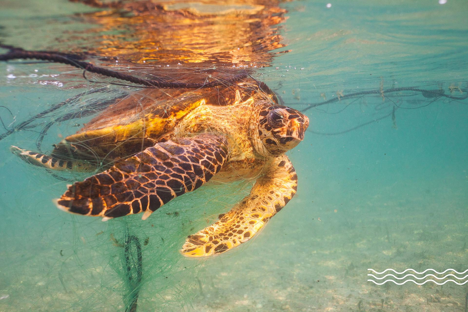 Underwater, a Hawksbill is tangled in a fishing line net