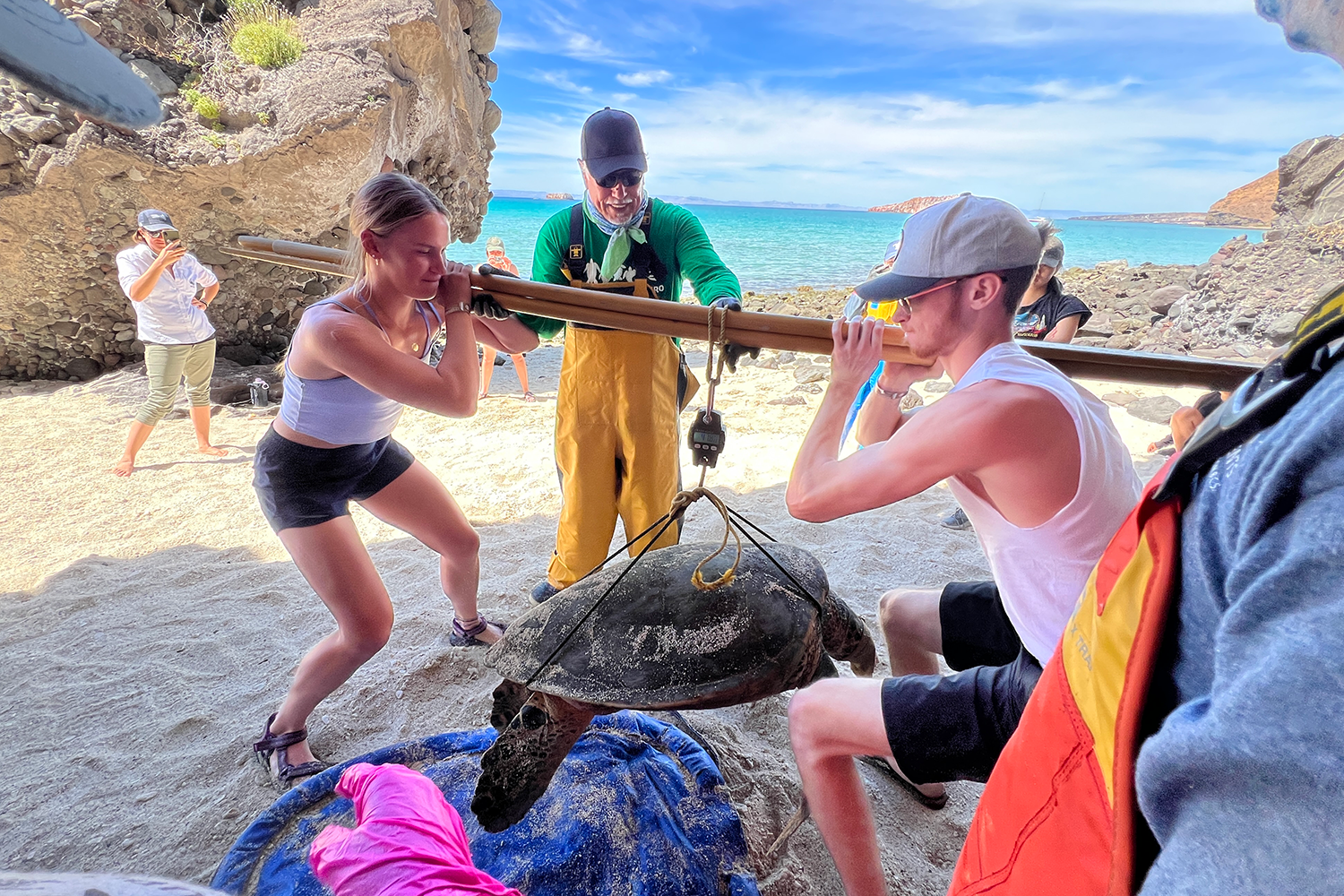 Two students hold an adult hawksbill turtle via a pulley system on a beach. Others stand by to help measure the creature.