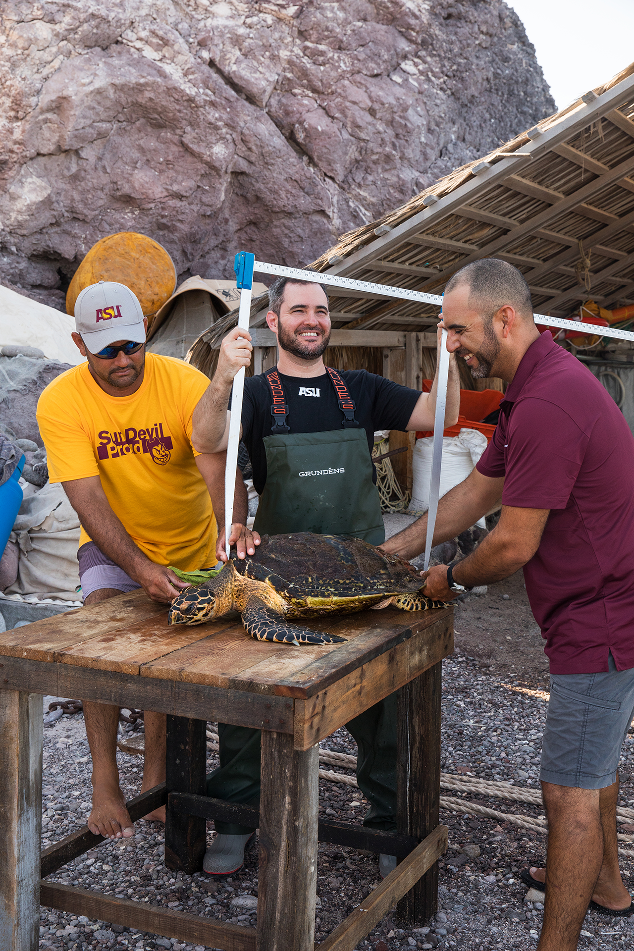 Felipe Cuevas Amador (left), Jesse Senko (middle), and Juan Pablo Cuevas Amador (right) take measurements of a Hawksbill turtle. Subjects fully released. El Pardito, Baja California, Mexico