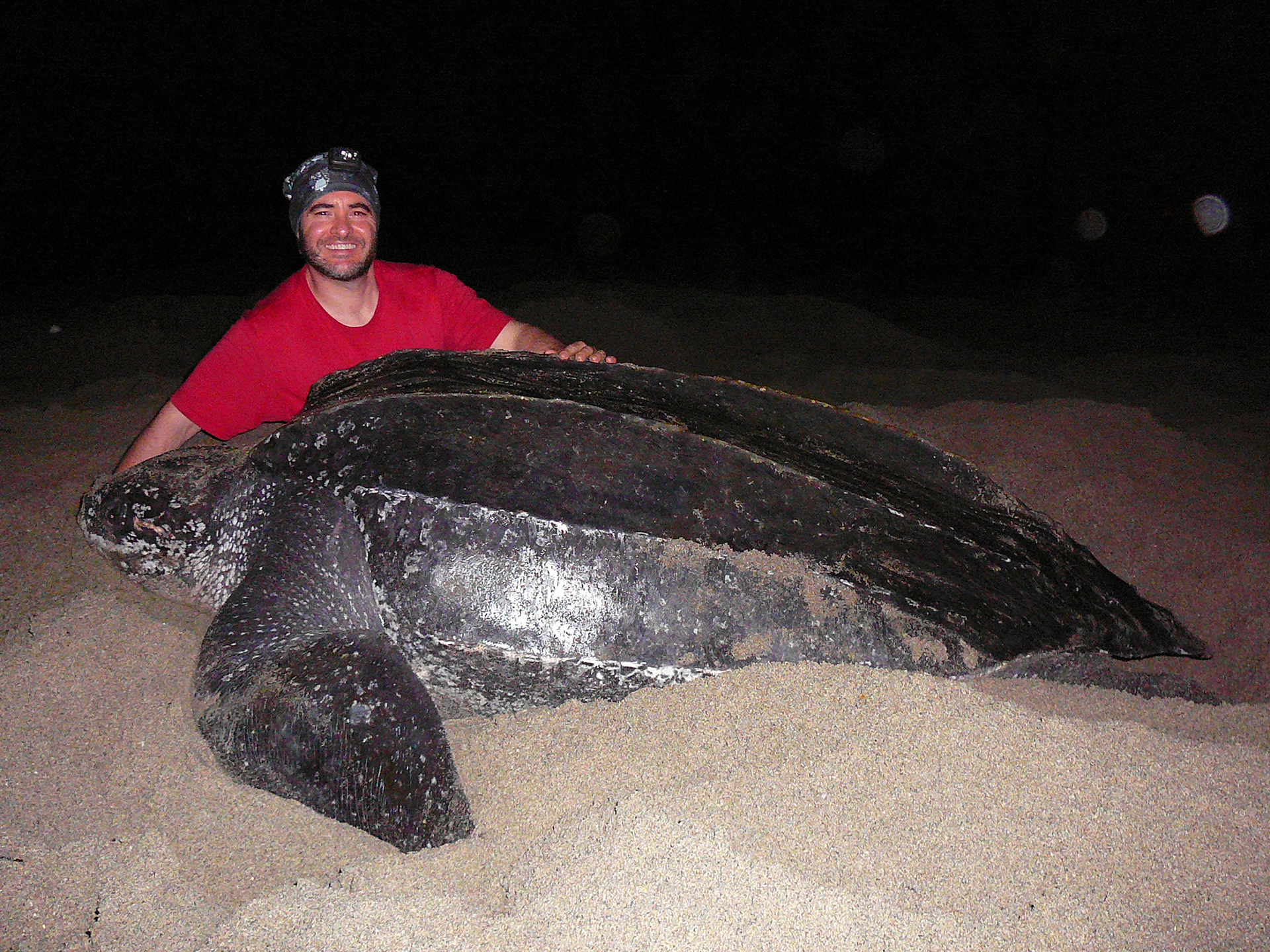 Senko smiles while a turtle, roughly the same size as him, emerges from the sand.