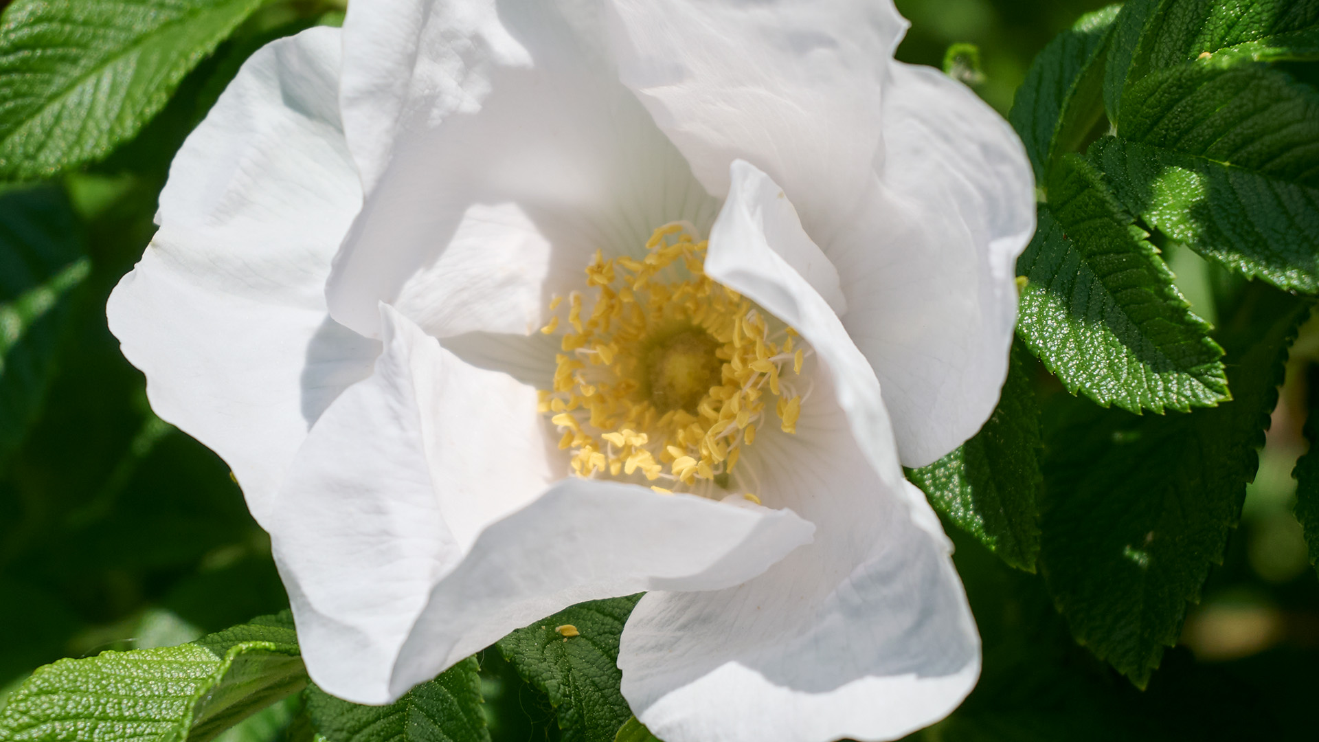 Garden_240604a006 white beach rose
