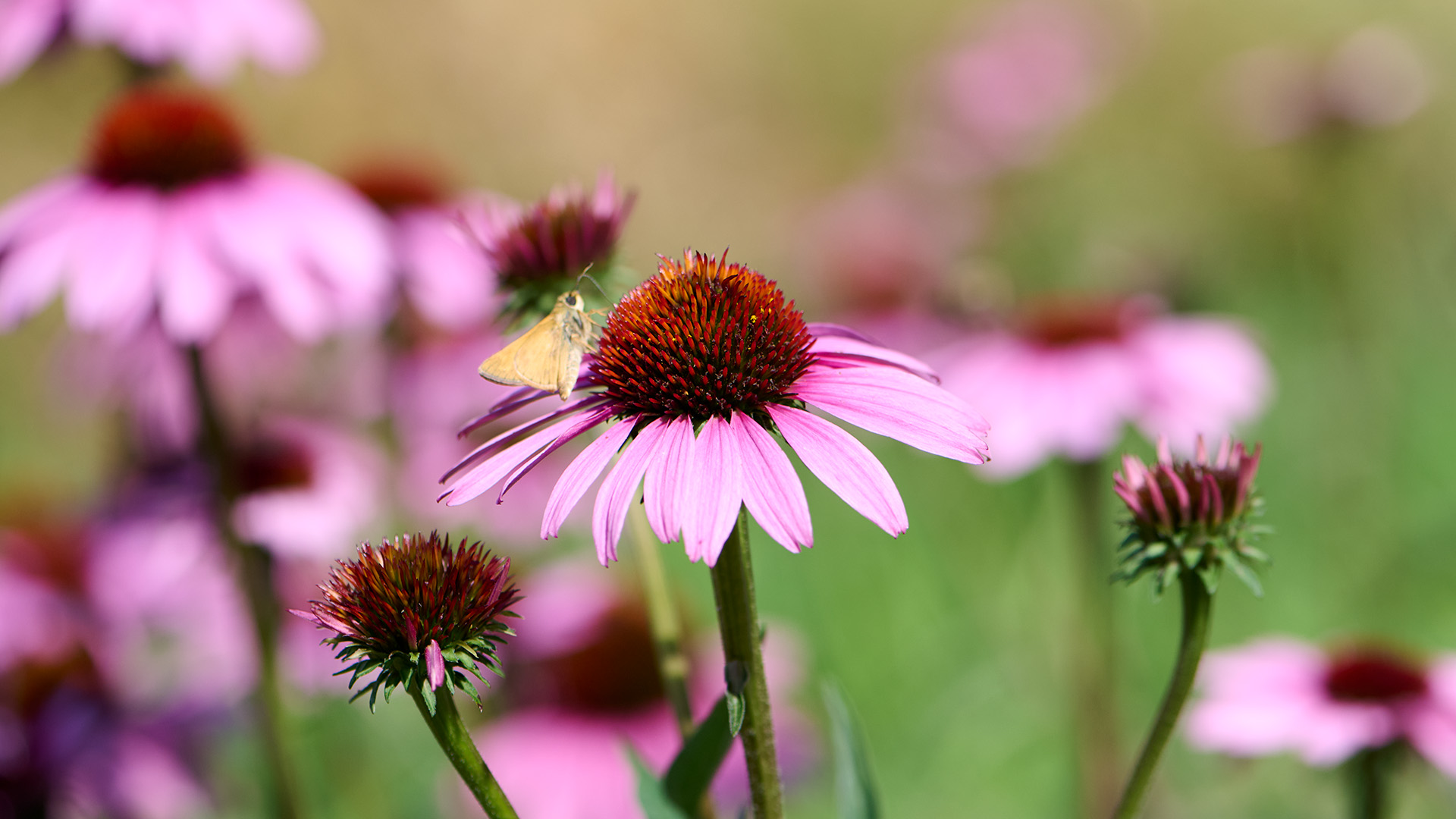 Garden_240715a003 pink coneflowers