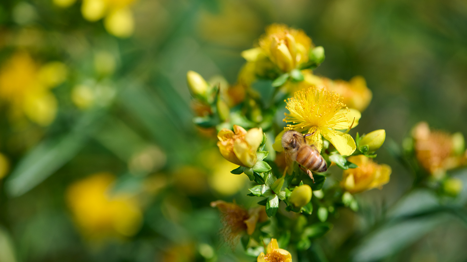 Garden_240715a030 a bee lands on some Saint-John’s-wort