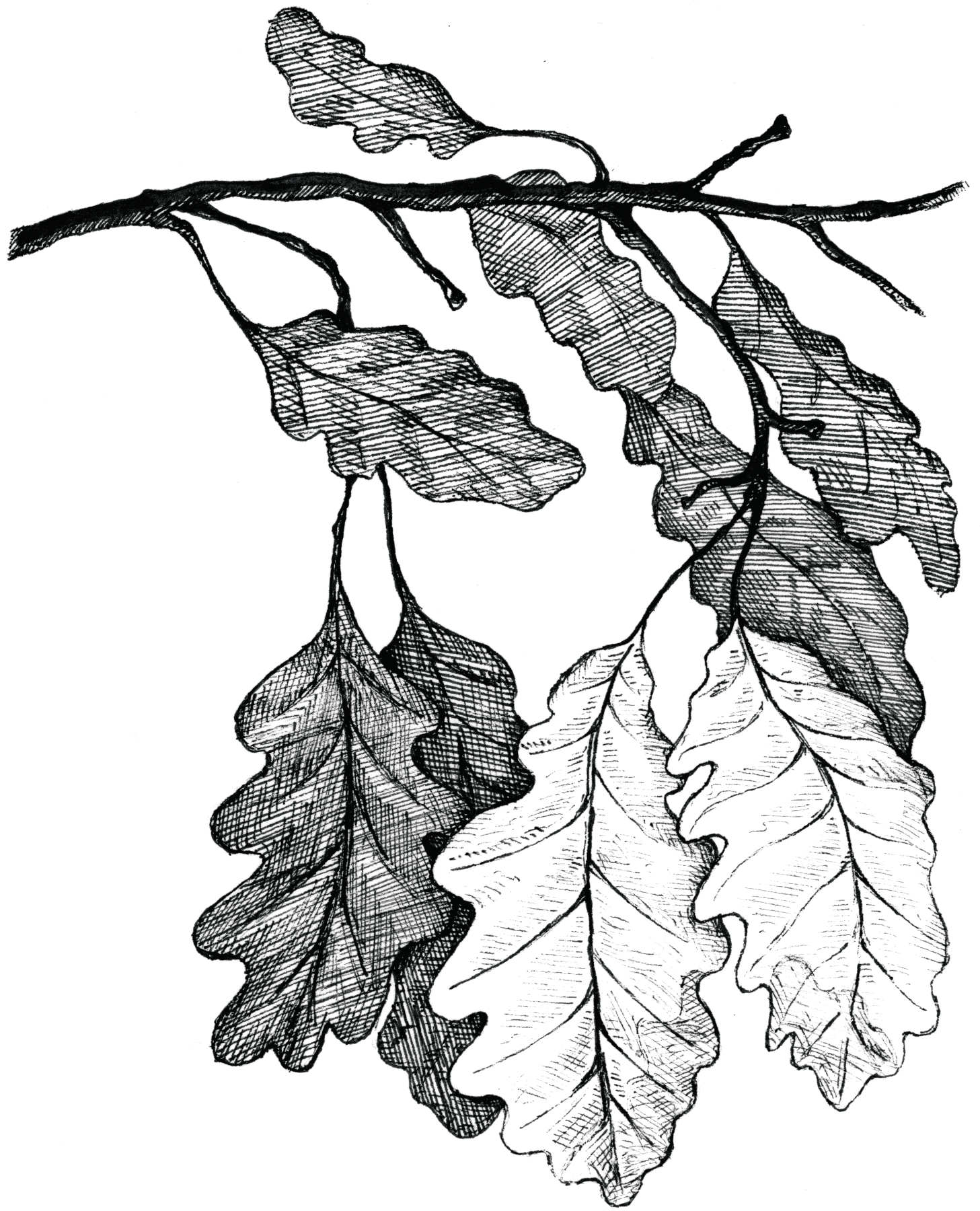 5 Oak Leaves A pen-and-ink illustration of an oak tree branch with white and black leaves