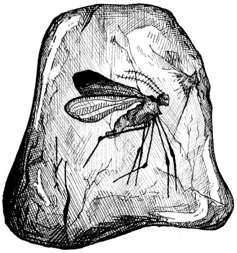 98 MosquitoInAmber A pen-and-ink illustration of a mosquito in an irregularly shaped amber piece