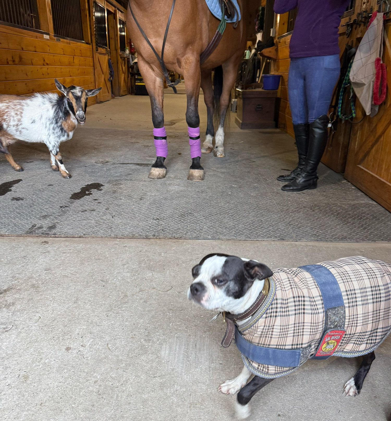 a small dog in a plaid vest moves in front of a gentle chestnut horse and small goat
