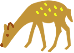 illustration of a fawn
