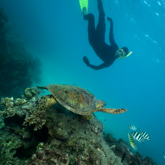 Patrick Lonergan ’27 in Wollongong, Australia. They are snorkeling and admiring a sea turtle in the foreground.