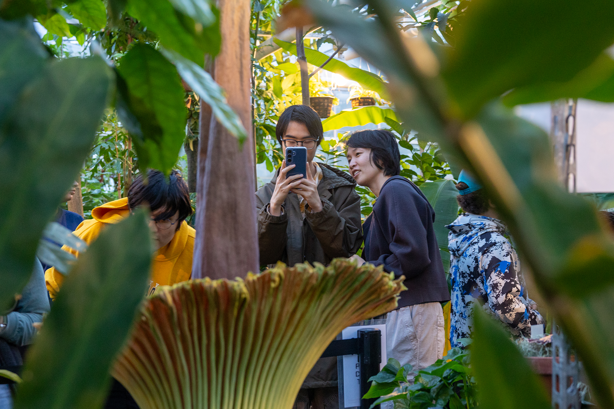 A group of people stand in front of a large corpse flower in bloom, one man is taking photos on his cell phone.