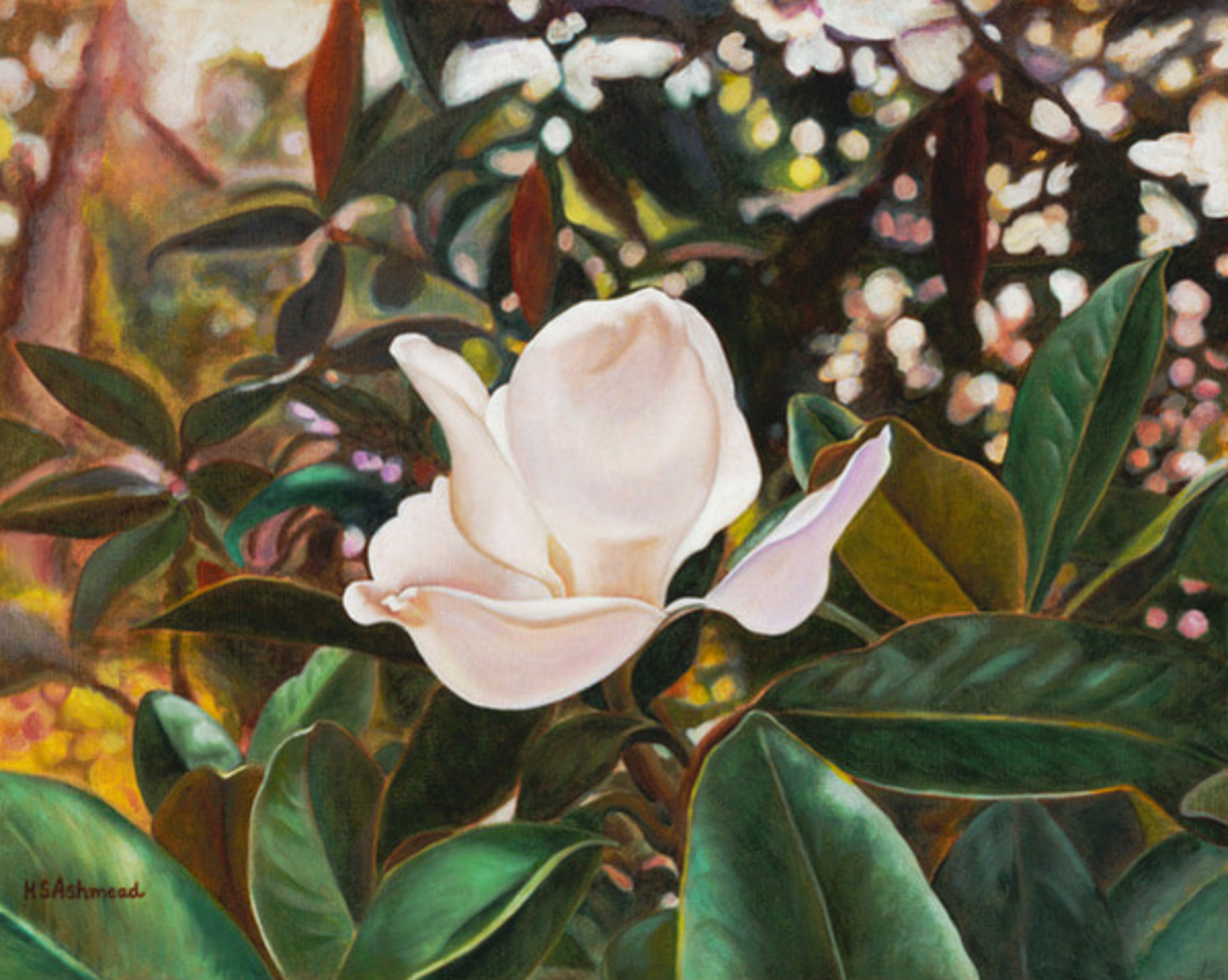 A white Magnolia flower with a pink center, surrounded by green leaves.