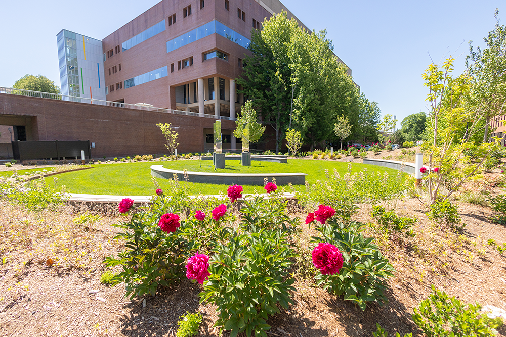 photos of flowers blooming in the Marian Urman Peace Garden along Academic Way.