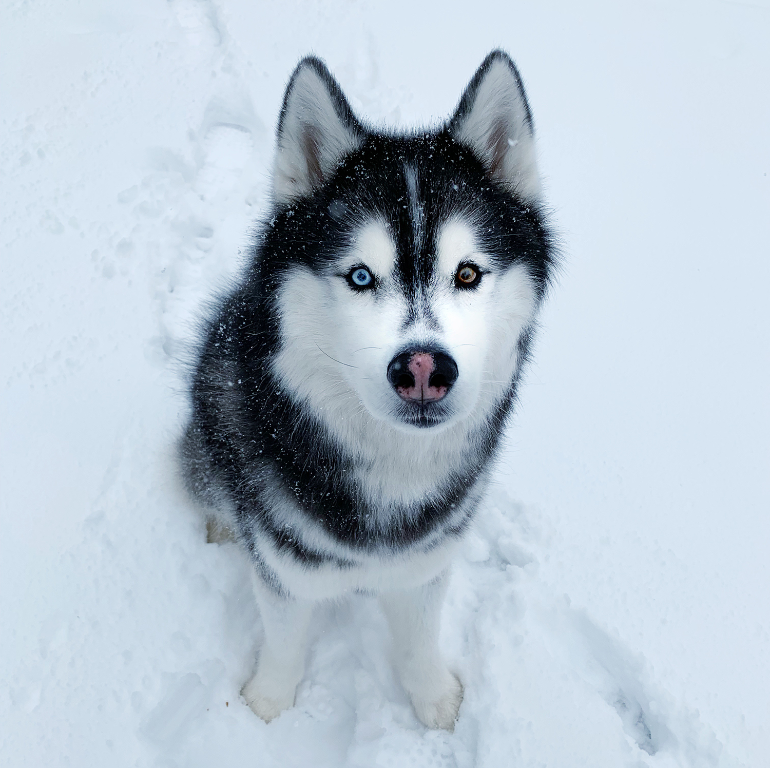 A husky dog, Gatsby, with one blue eye and one brown eye, stares at the camera cutely in this photo. He is sitting in snow.