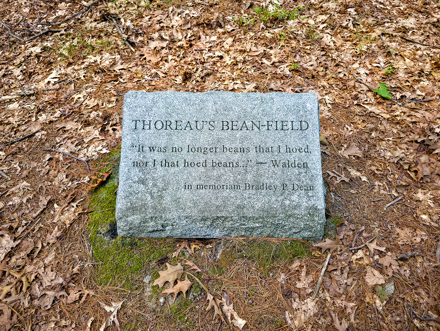 a photo of a stone plaque explaining Thoreau's Bean Field.