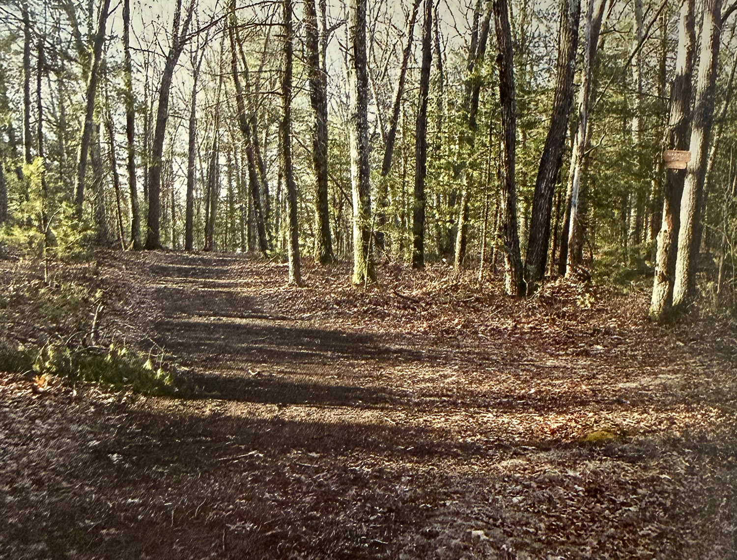 A photo of the trails near where Thoreau grew his 2.5 acres of white bush beans.