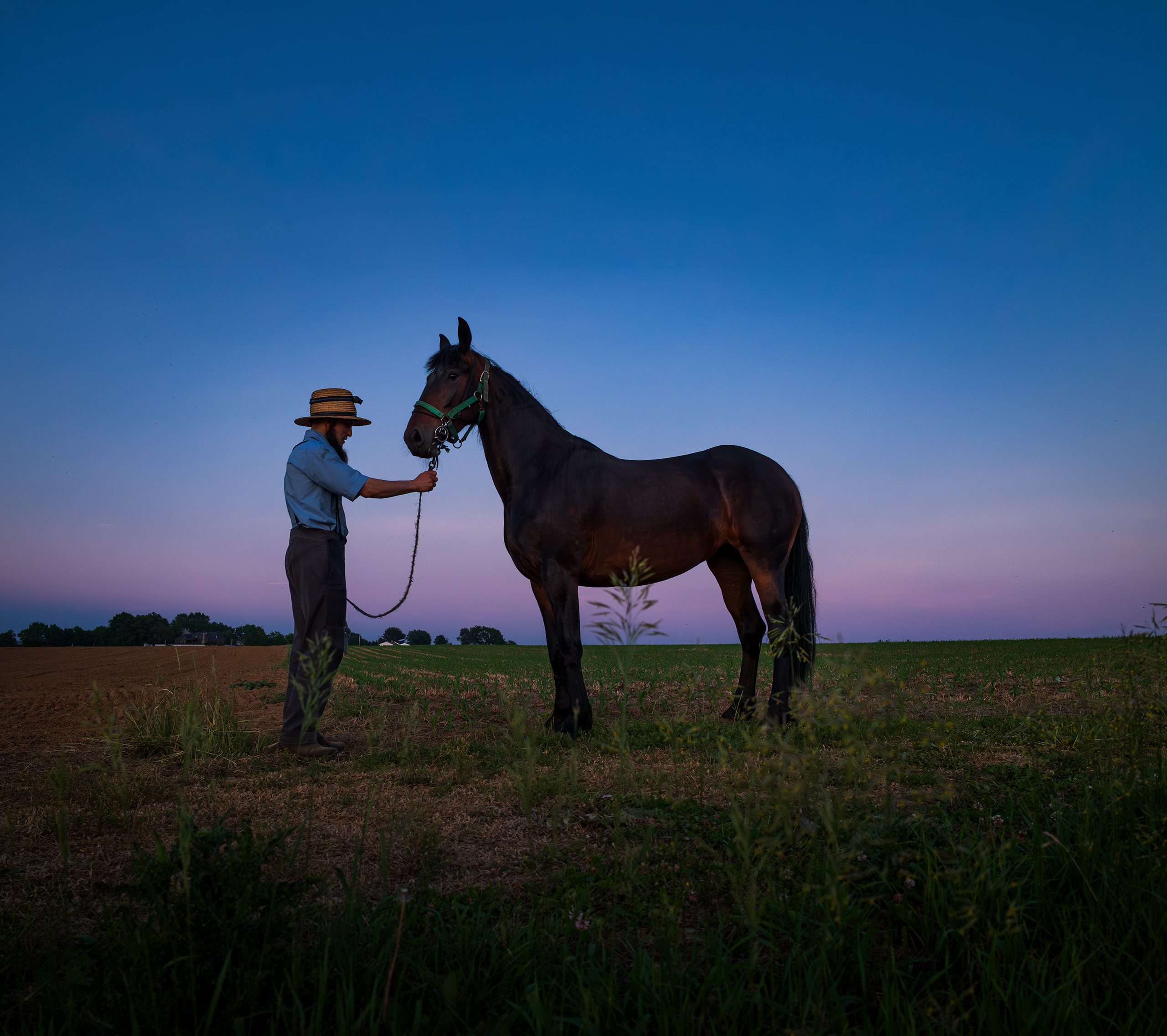 An Amish man and his horse in front of a blue and purple sky
